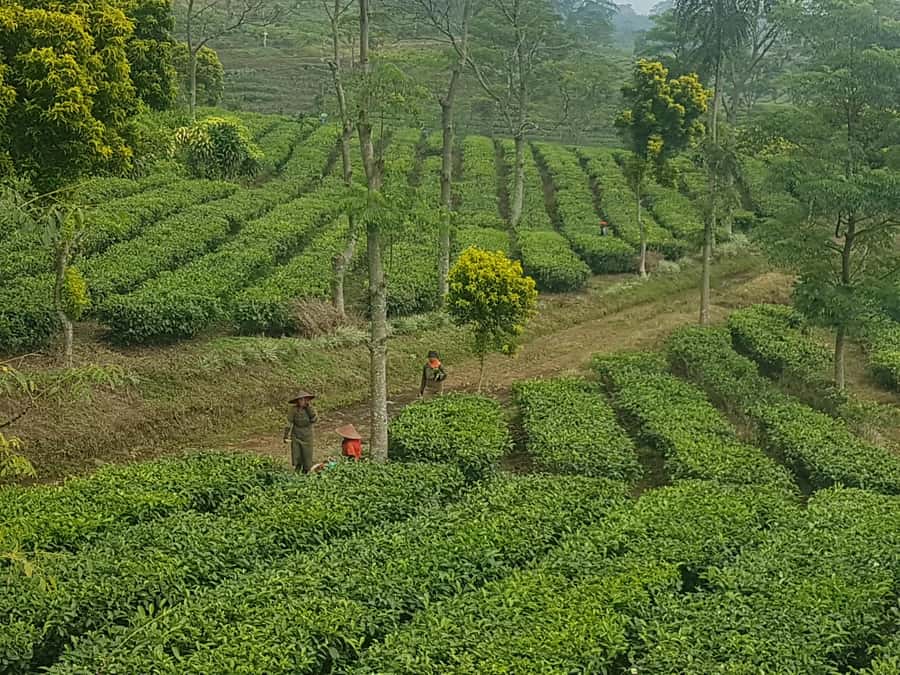 The Breathtaking Views Of The Countryside In Bandung - Possible Drawbacks and Considerations
