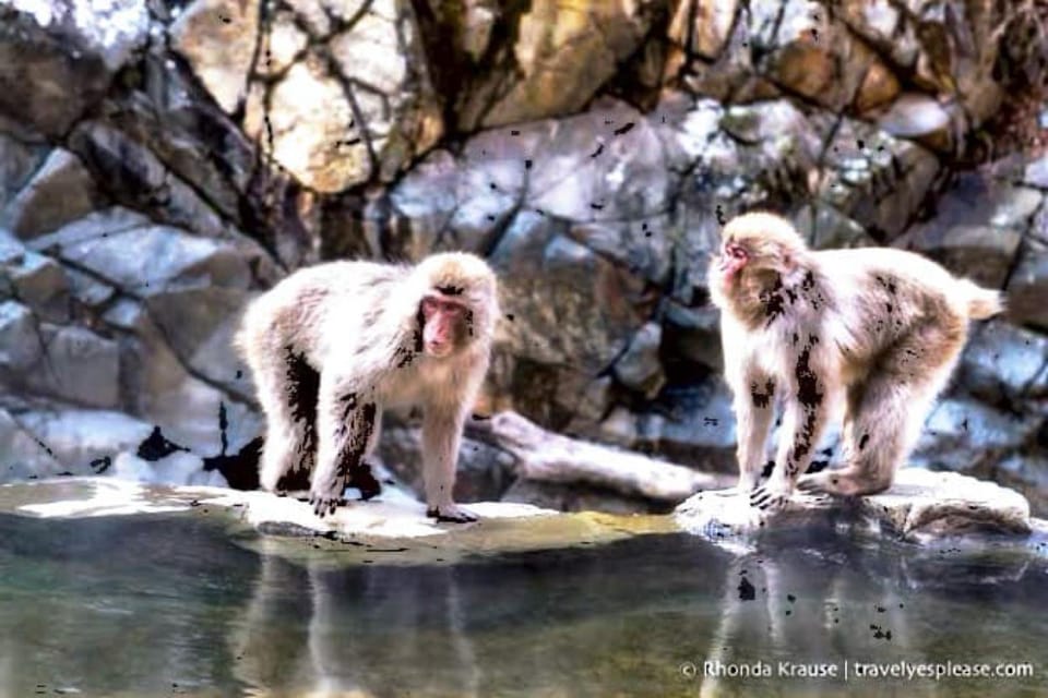 From Tokyo: Snow Monkey & Zenkoji Temple Private Tour - The First Stop: Jigokudani Snow Monkey Park  