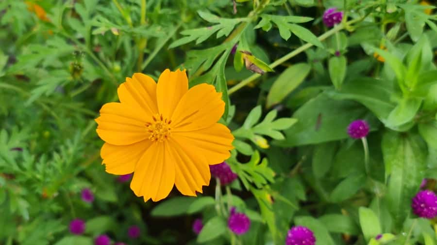 HUA HIN to River Kwai&Jungle Raft overnight stay(for2or3pax) - Journey Through Nature and History