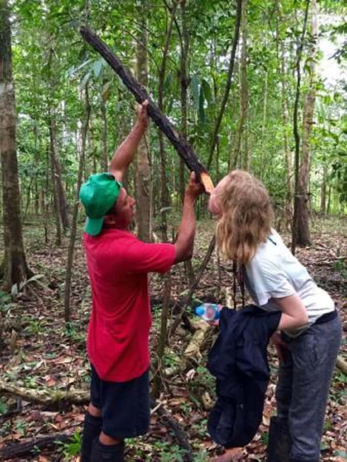 Manaus : Survival in the Amazon Jungle - An In-Depth Look at the Amazon Survival Tour