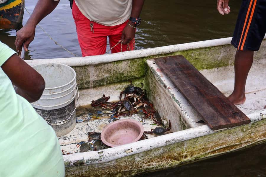Cartagena: Artisanal fishing through the mangroves - An In-Depth Look at the Experience