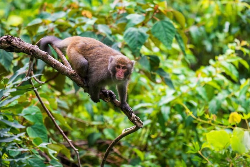 From Galle or Mirissa: Sinharaja Rainforest Day Trip - Practical Details & Tips for Making the Most of Your Trip