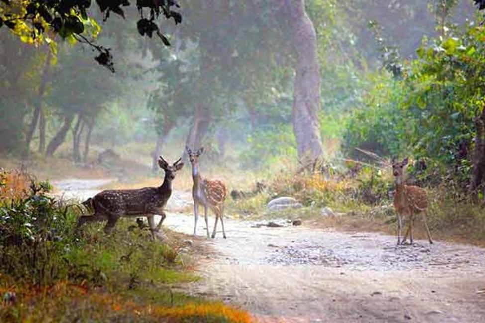 2-Day Jungle Safari: Kolkata to Jim Corbett by Air via Delhi - FAQ