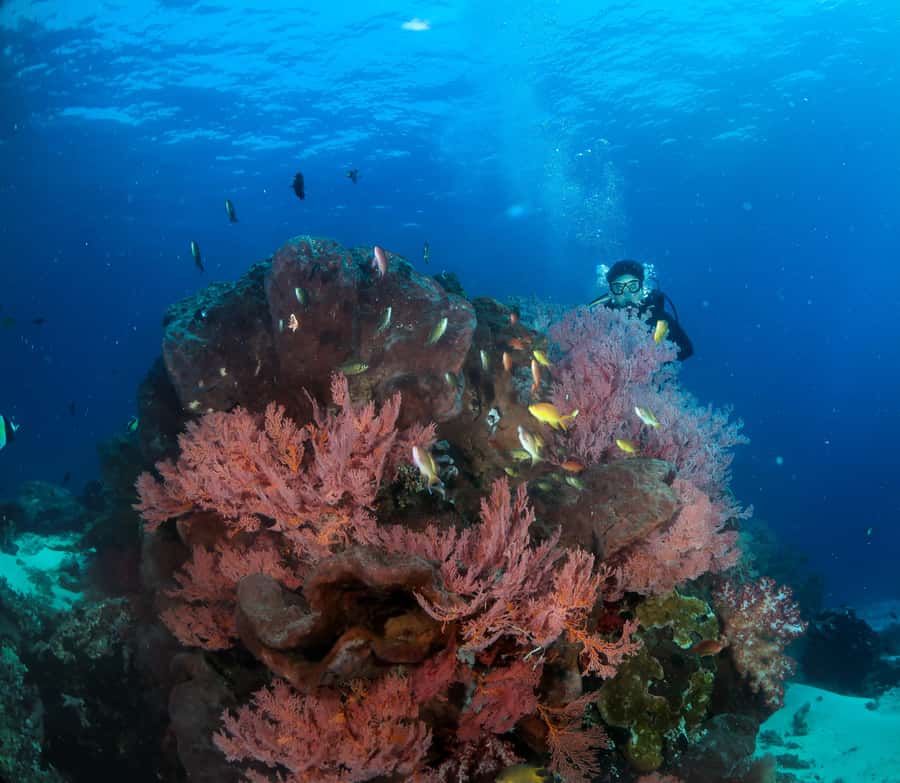 Menjangan Island: Fun Diving Experience - An In-Depth Look at the Menjangan Island Fun Diving Tour