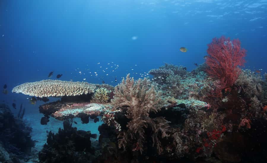 Menjangan Island: Fun Diving Experience - FAQ
