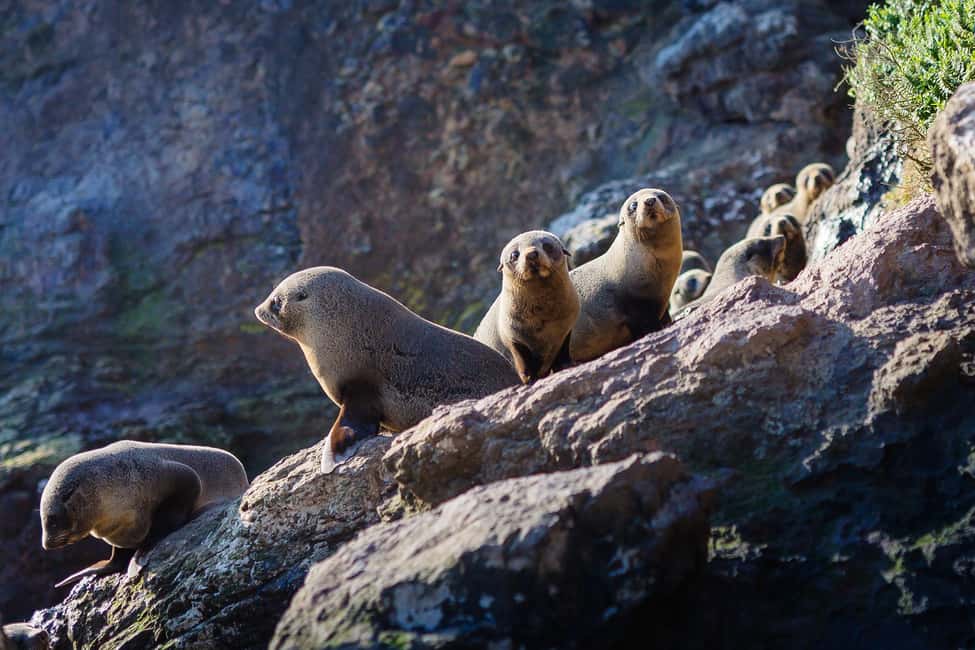 Dunedin: Monarch - One Hour Wildlife Cruise - An In-Depth Look at the Wildlife Cruise Experience