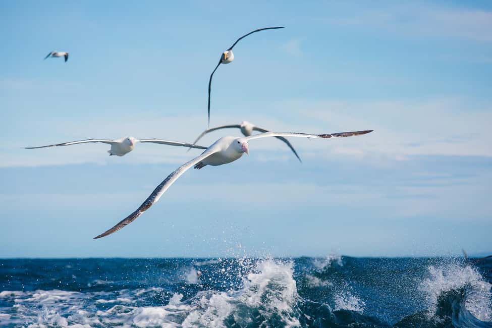 Dunedin: Monarch - One Hour Wildlife Cruise - Key Points