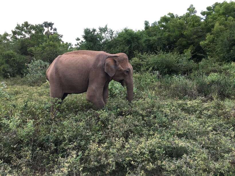 Exclusive Over Night Glamping Experience and Nature Trail - Accommodation: Luxury Treehouses in the Wilderness