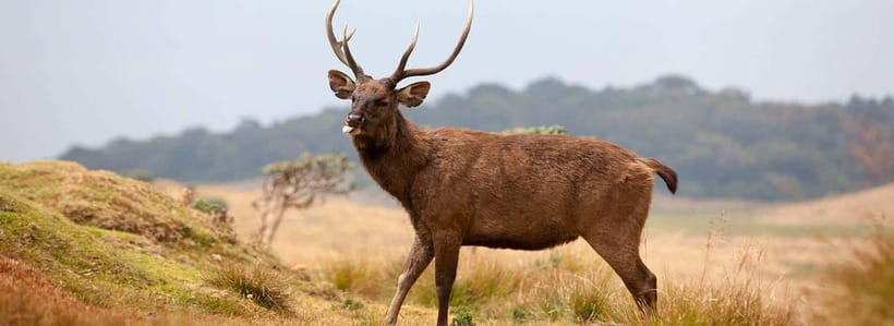 Horton Plains National Park From Nuwara Elia Tuk Tuk Tour - A Closer Look at the Tour Experience