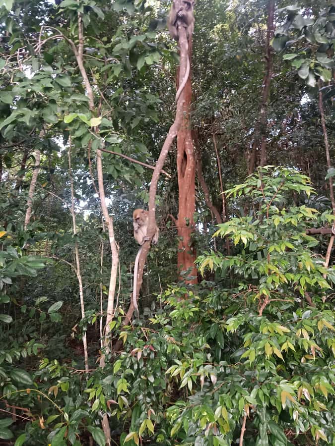 Bintan : Mangrove or Fireflies Tour - Exploring Bintan’s Mangrove and Fireflies Tour: An Authentic Natural Escape