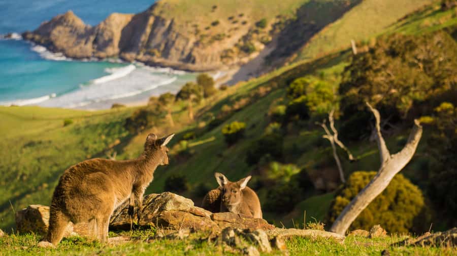 Adelaide: Fleurieu Gourmet 4-Day Walking Tour - Starting Point & Logistics