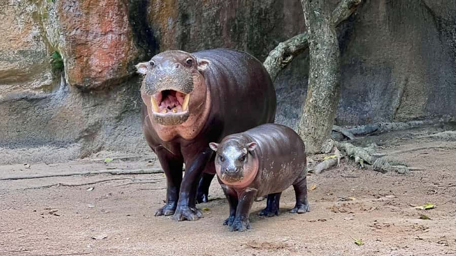 Bangkok: Elephant Sanctuary &Khao Kheow Open Zoo (Moodeng) - Overview of the Experience