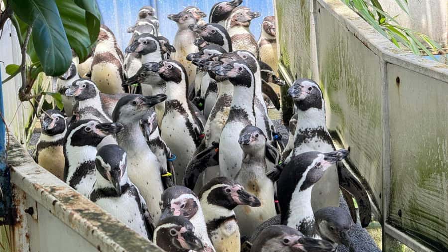 Bangkok: Elephant Sanctuary &Khao Kheow Open Zoo (Moodeng) - Good To Know