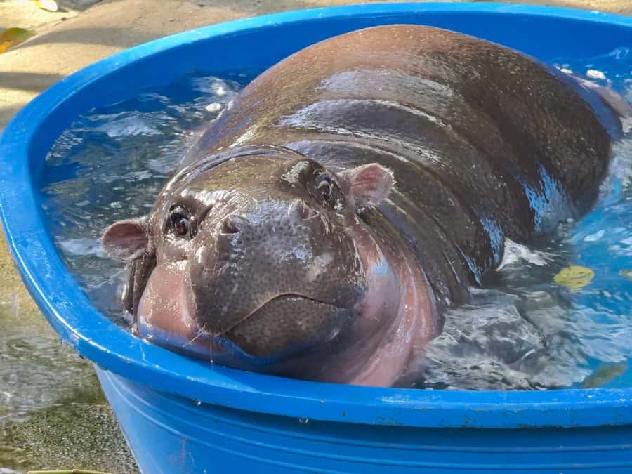 Bangkok: Elephant Sanctuary &Khao Kheow Open Zoo (Moodeng) - Who Is This Tour Best For?