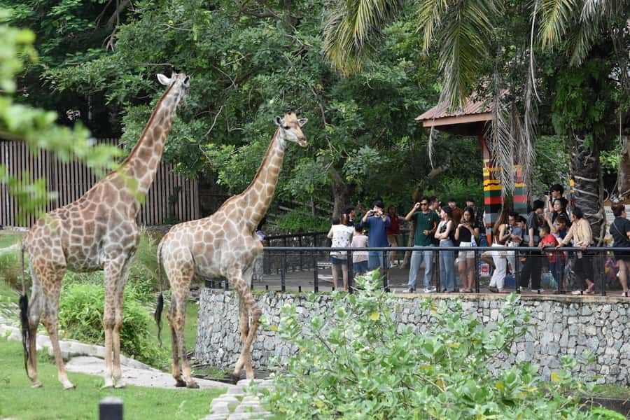 Bangkok: Elephant Sanctuary &Khao Kheow Open Zoo (Moodeng) - The Cost and Value