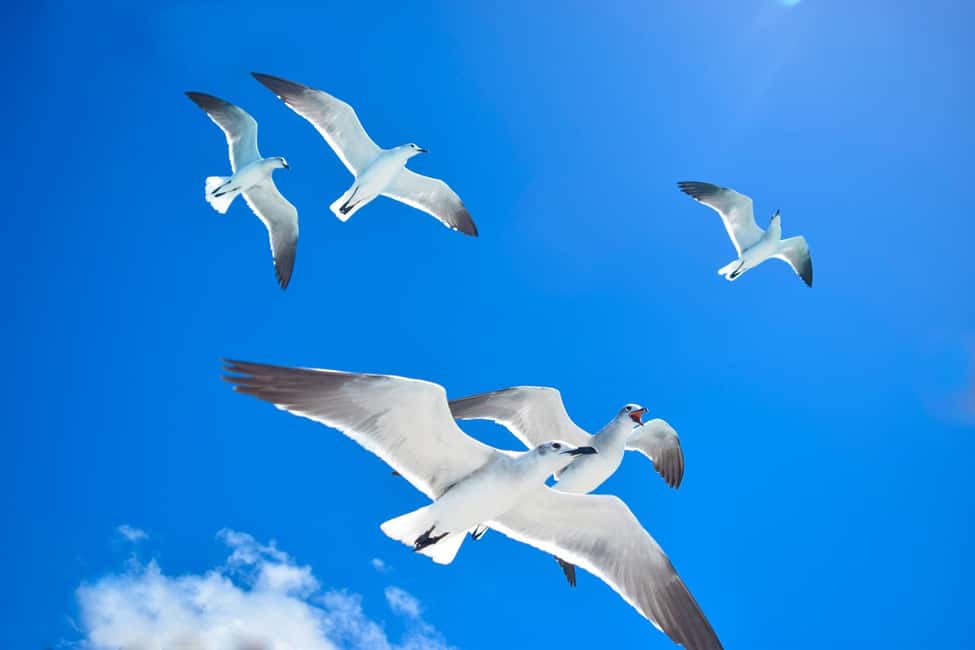 Saona Island Experience: Catamaran, Speedboat & Natural Pool - Key Points