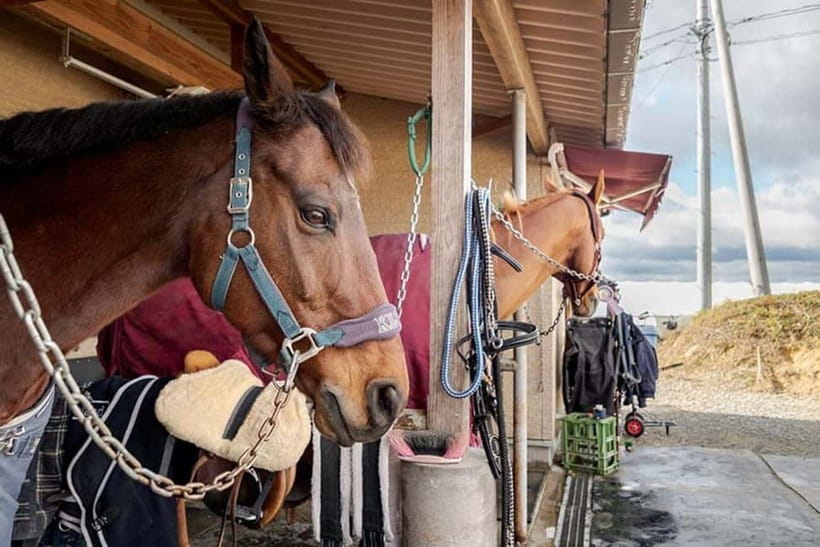Horseback Riding Club to learn about connecting lives - An In-Depth Look at the Horseback Riding Experience in Okayama