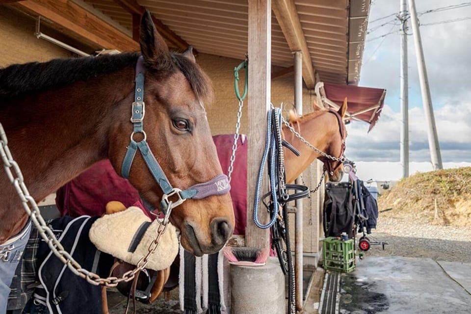 Horseback Riding Club to learn about connecting lives - FAQ