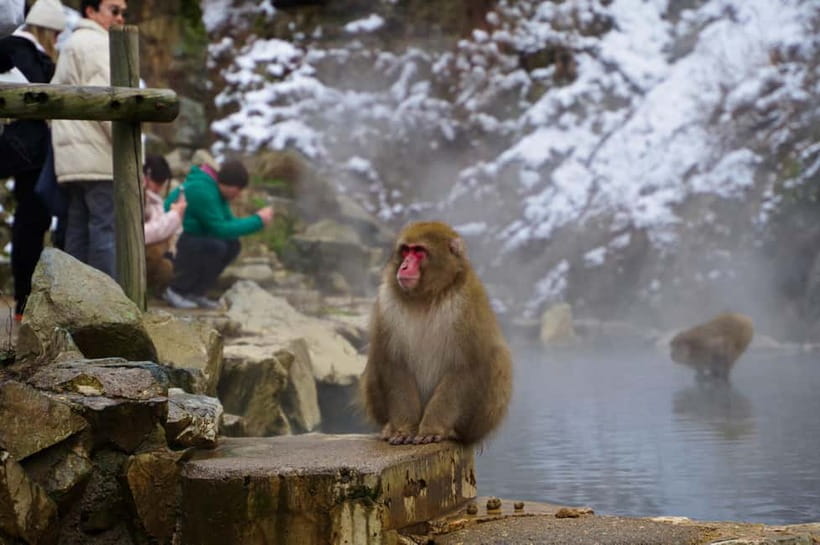 Snow Monkey, Hokusai & Sake: A Perfect Day in Nagano - Summary