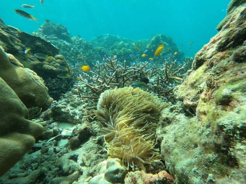 Koh Phi Phi: Halfday Sunset Bamboo & Nui Bay Speedboat Tour - Discovering the Highlights of the Koh Phi Phi Speedboat Tour