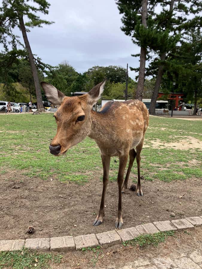 Nara Walking Tour for Small Groups: Temples and Deer - Practical Aspects of the Tour