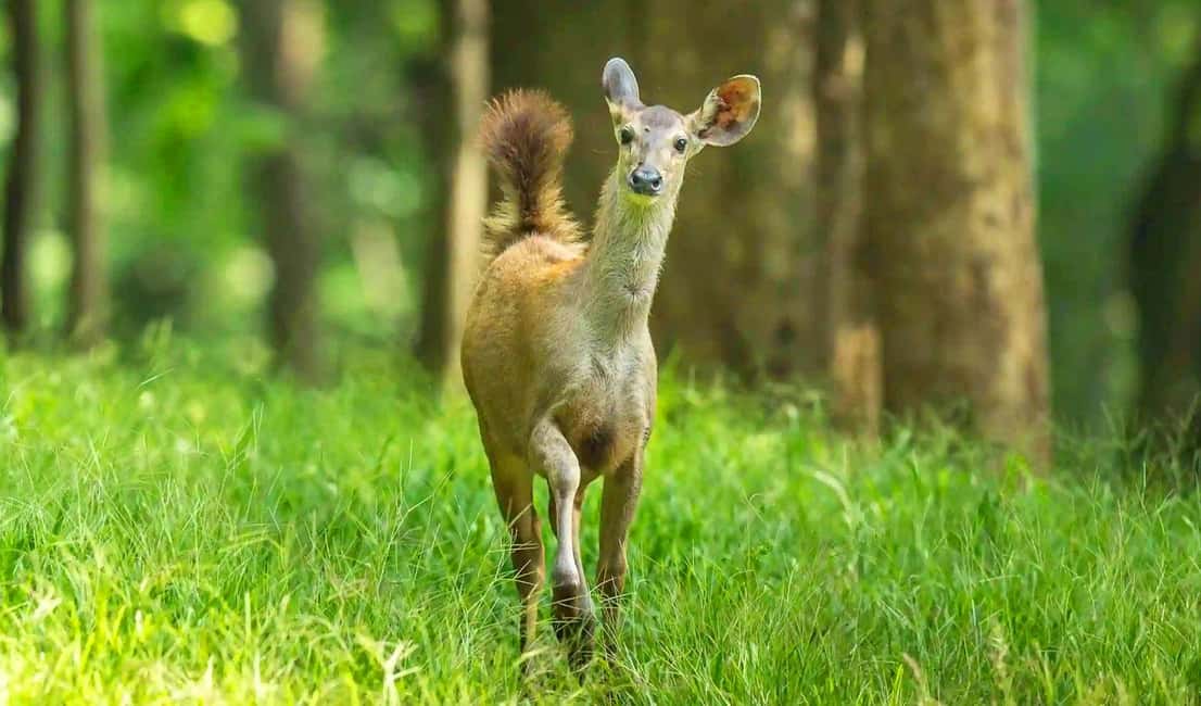 Coimbatore Day Tour: Forest, Wildlife & Hill Station Trip - Coimbatore Day Tour: Forest, Wildlife & Hill Station Trip