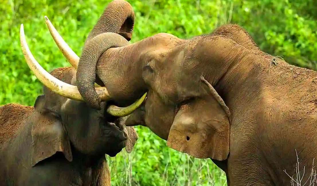 Coimbatore Day Tour: Forest, Wildlife & Hill Station Trip - Key Points