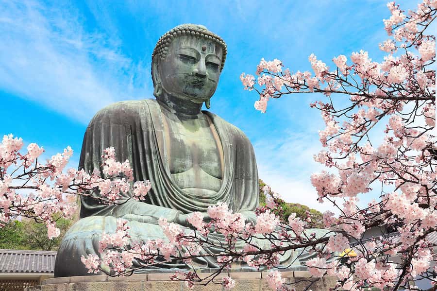 Kamakura: Cherry Blossom Full Day Tour with Expert Guide - Who Should Consider This Tour?