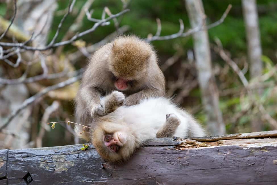 From Nagoya: Kamikochi Guided Hike in the Japanese Alps - In The Sum Up