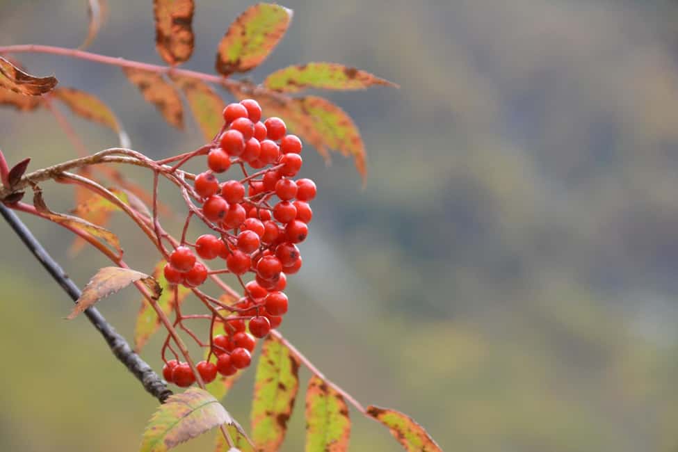 From Nagoya: Kamikochi Guided Hike in the Japanese Alps - FAQ