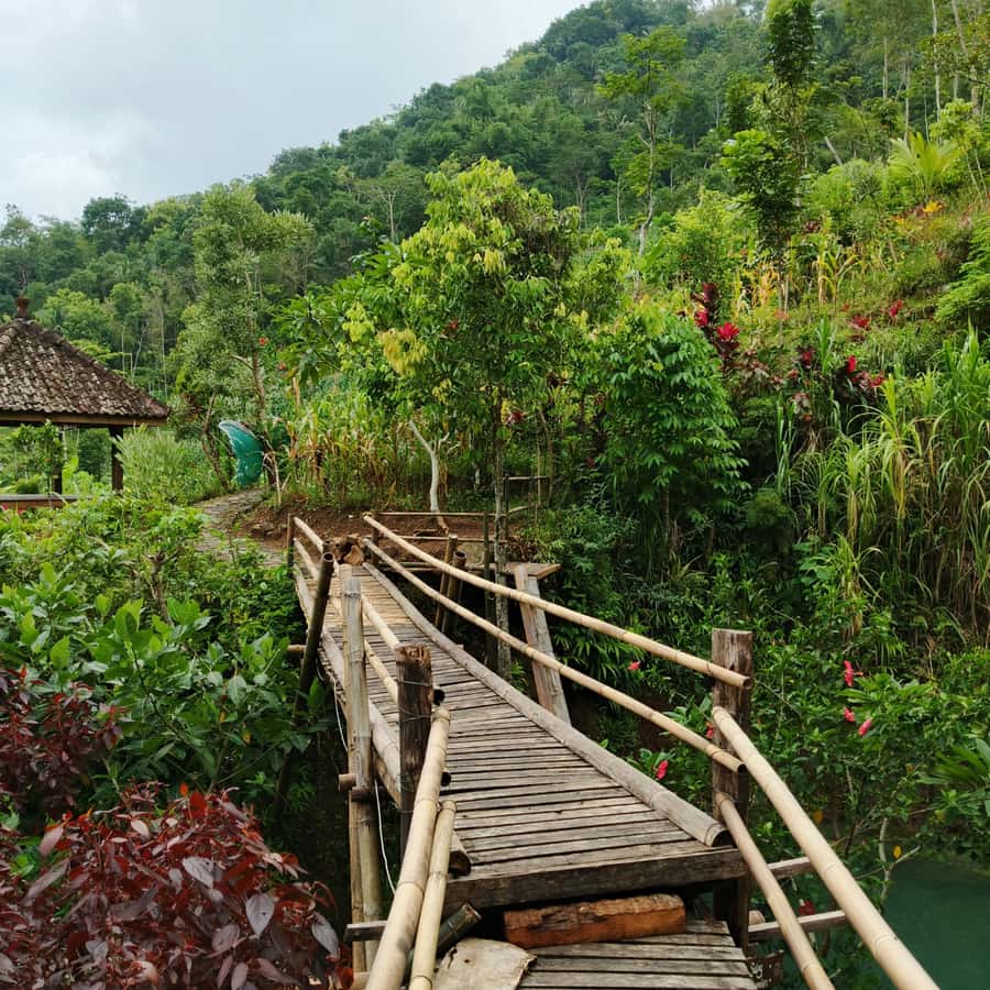 Yogyakarta: Hidden Paradise of Yogyakarta Waterfall & Swim - Yogyakarta: Hidden Paradise of Waterfall & Swim – A Deep Dive