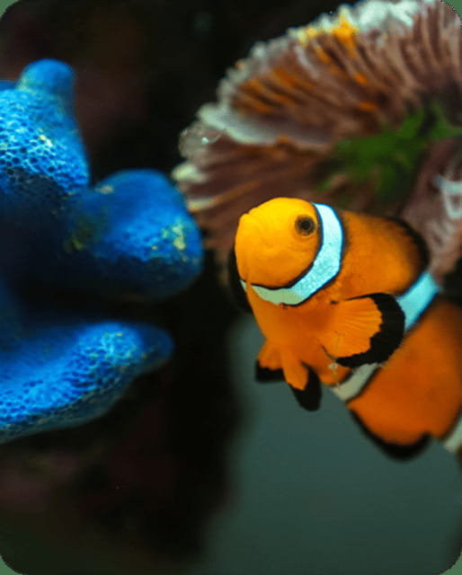 Mexico City: Fast Pass Ticket to Acuarium Inbursa - Mexico City: Fast Pass Ticket to Acuarium Inbursa