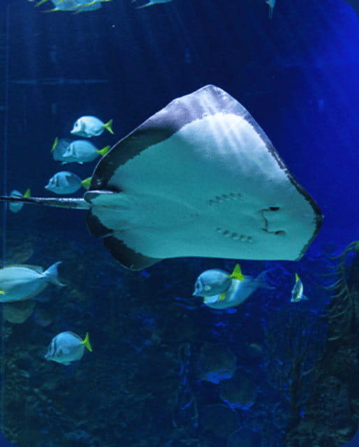Mexico City: Fast Pass Ticket to Acuarium Inbursa - What to Expect from Your Visit to Inbursa Aquarium with a Fast Pass