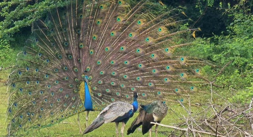 From Around Tangalle: Half-Day Yala Safari Private Tour(M/E) - Authentic Experience and Practical Tips