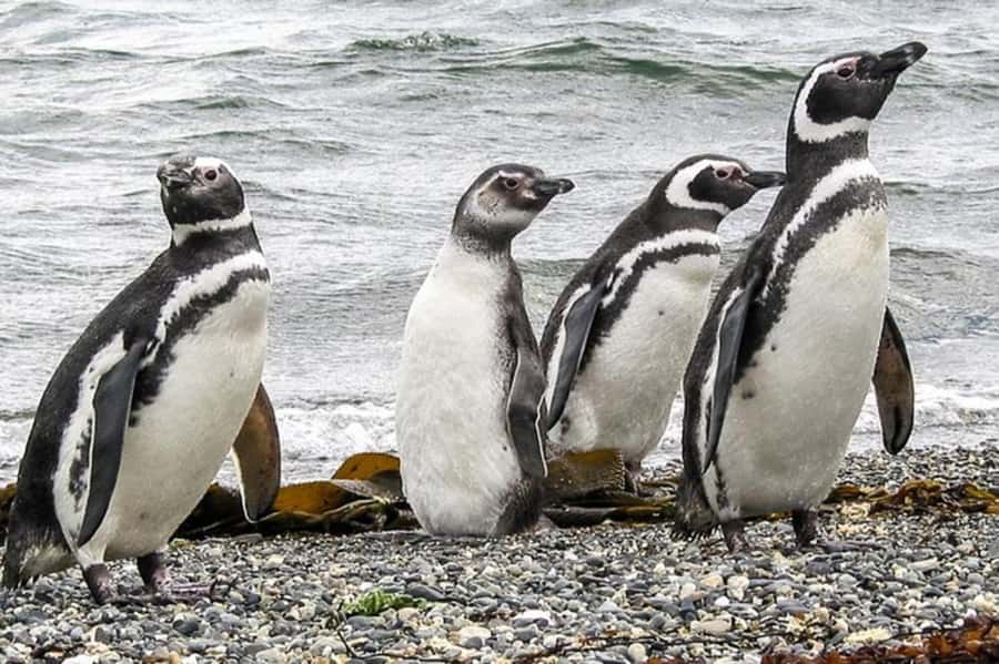 Ushuaia: Beagle Channel Penguin Colony Tour - A Deep Dive into the Beagle Channel Penguin Colony Tour