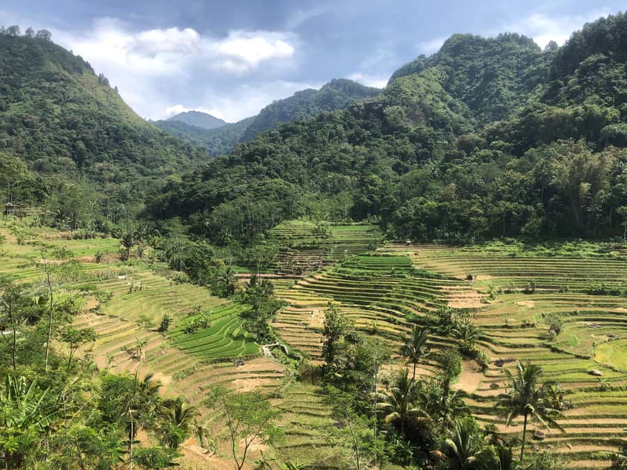 Yogyakarta: Borobudur Climb Up & Selogriyo Rice Terrace Tour - Yogyakarta: Borobudur Climb Up & Selogriyo Rice Terrace Tour – A Deep Dive into Java’s Hidden Gems