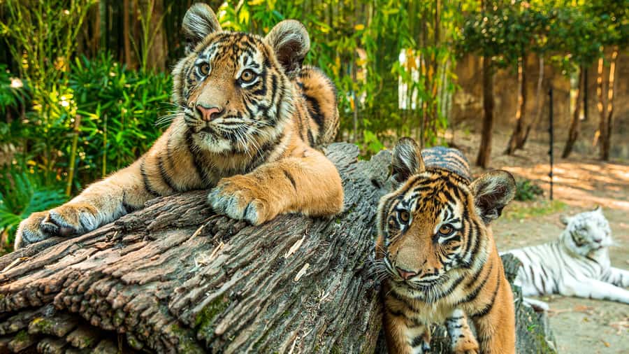 Dreamworld, WhiteWater World & SkyPoint 3-Day Ticket - The Sum Up