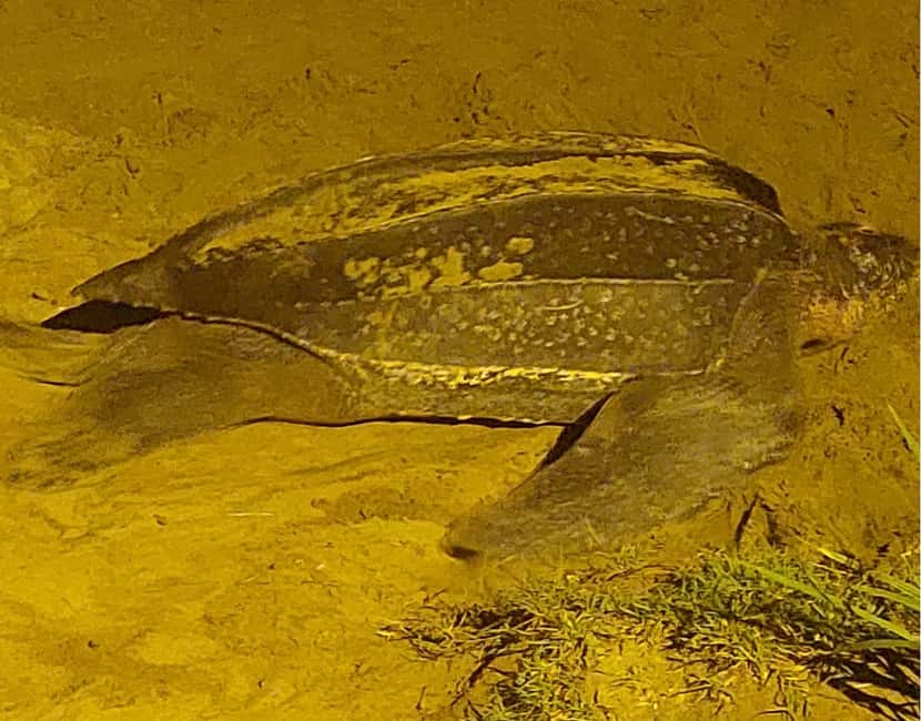 Tobago: Leatherback Turtle Nesting Tour with Pickup - Key Points