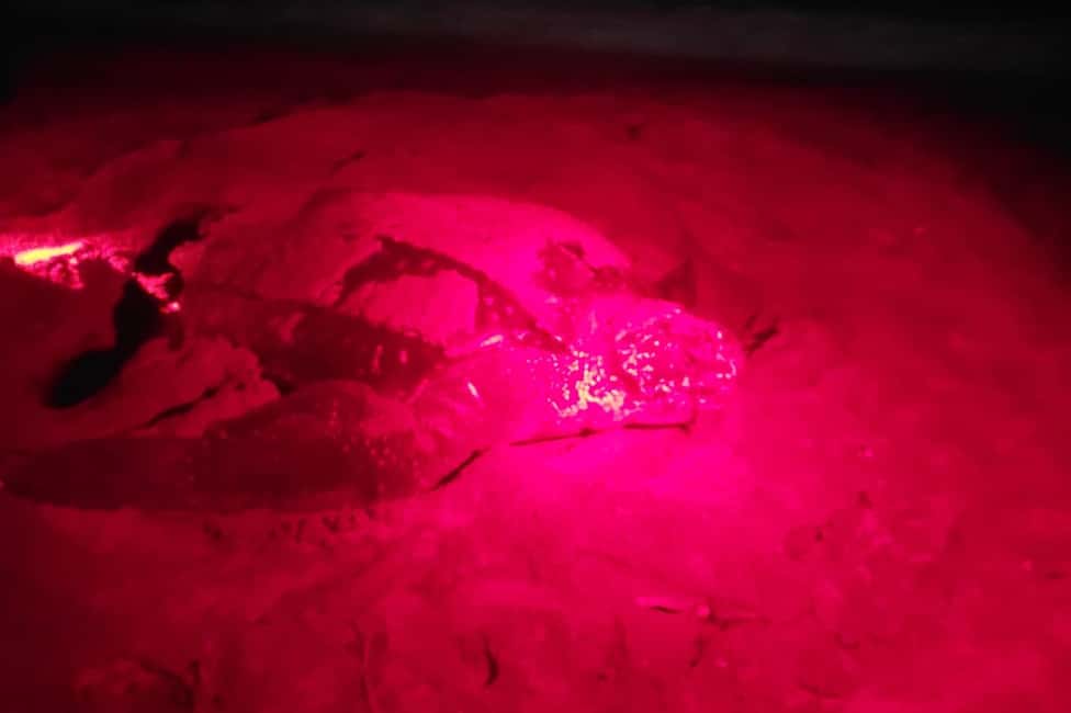 Tobago: Leatherback Turtle Nesting Tour with Pickup - The Sum Up