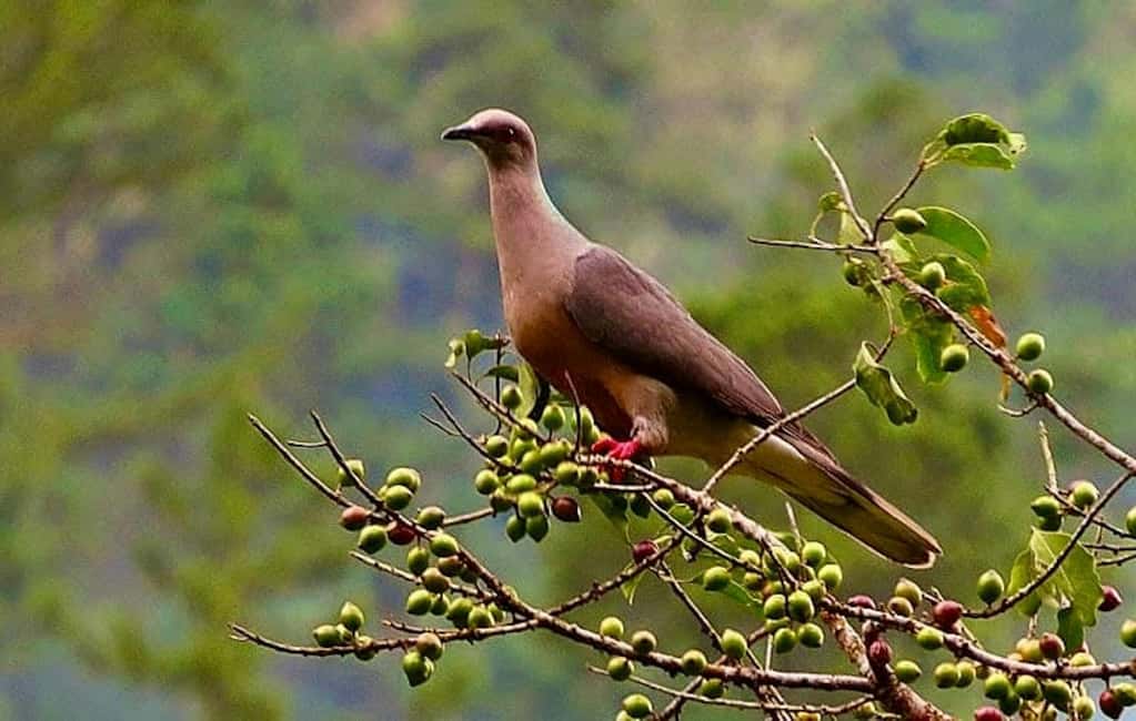 From Montego Bay/Falmouth: Coffee Farm Blue Mountain Hike - From Montego Bay/Falmouth: Coffee Farm Blue Mountain Hike — A Detailed Look