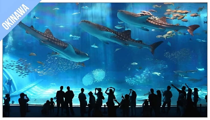 Have Fun in OKINAWA Pass (1 Week Free Pass) - Exploring the Value of the Okinawa Pass