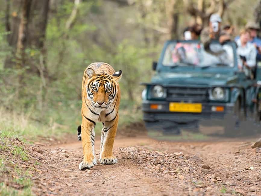From Delhi: Same-Day Wildlife Safari at Sriska and Jhalna - Practical Tips for Travelers