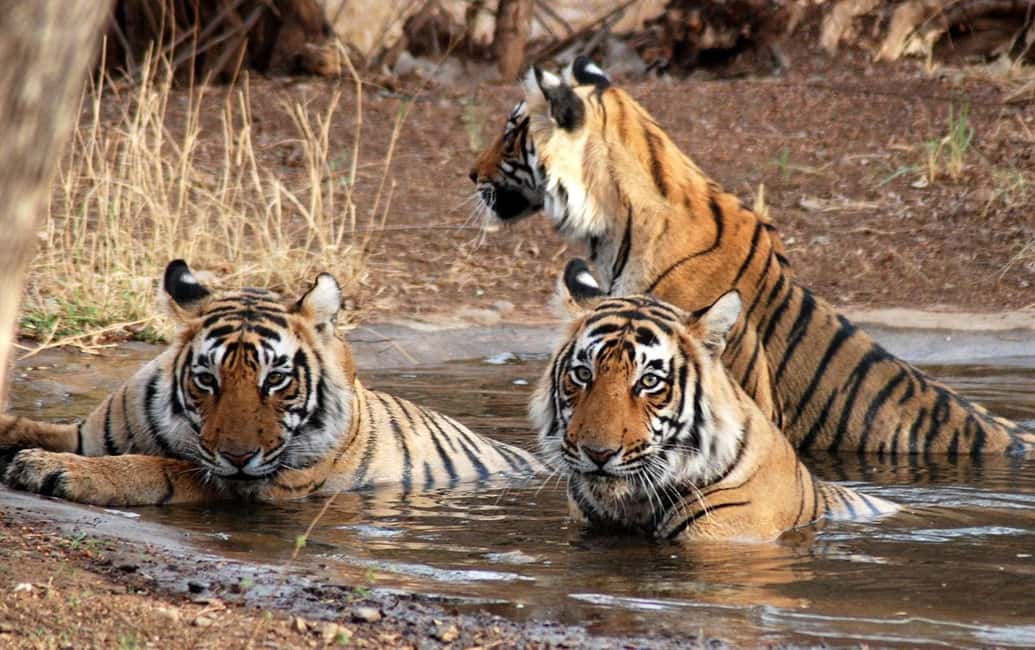 From Delhi: Same-Day Wildlife Safari at Sriska and Jhalna - An In-Depth Look at the Tour Experience