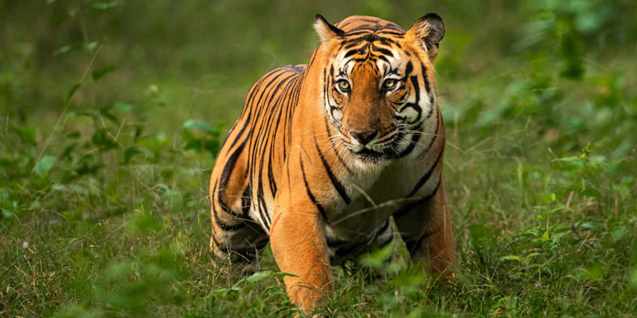 From Delhi: Same-Day Wildlife Safari at Sriska and Jhalna - Who Is This Tour Best For?
