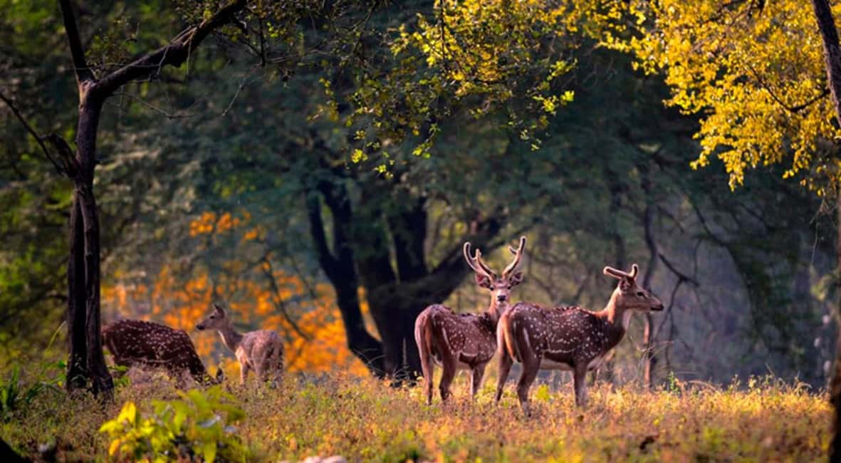 From Delhi: Same-Day Wildlife Safari at Sriska and Jhalna - What Makes This Tour Stand Out?