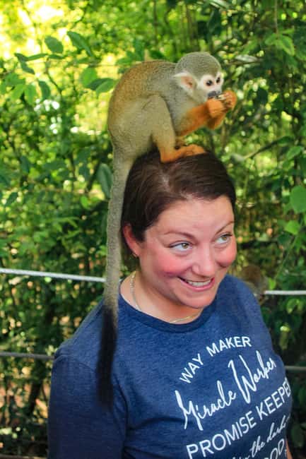 Shore Excursion Damajagua Waterfalls and Monkey Encounters - Key Points