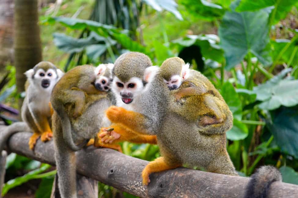 Shore Excursion Damajagua Waterfalls and Monkey Encounters - Final Thoughts