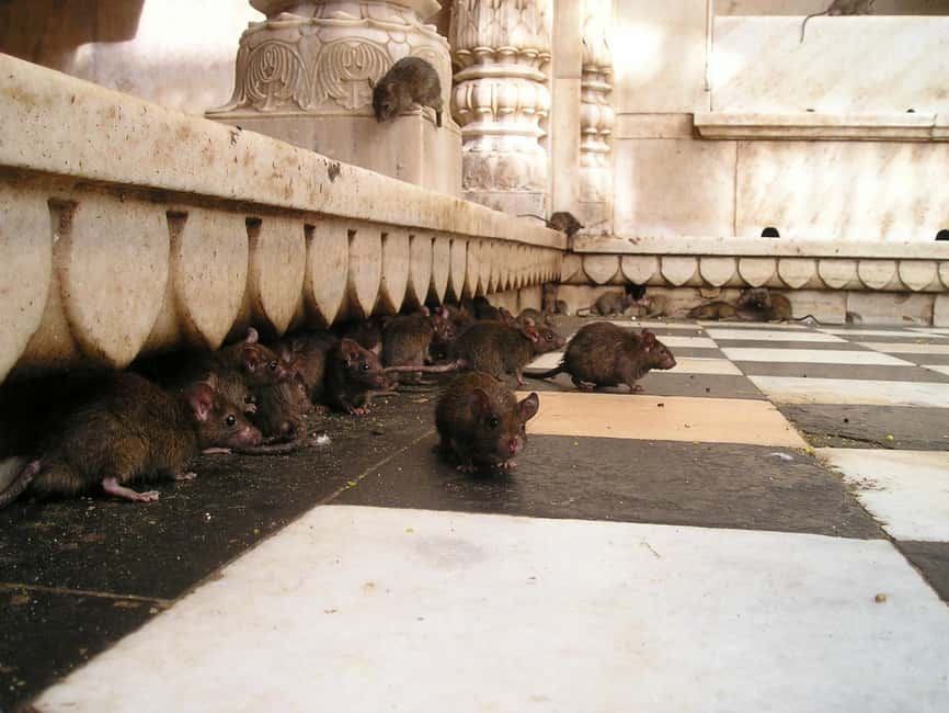 From Bikaner: Rat Temple Tour with Drop-off at Jodhpur - Who Is This Tour Best For?