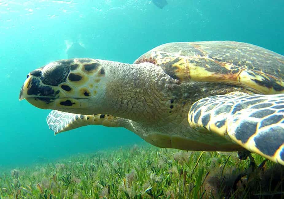 Cancun: Jungle Speedboat & Snorkeling Adventure - Experience the Thrill of Cancun’s Jungle Speedboat & Snorkeling Adventure