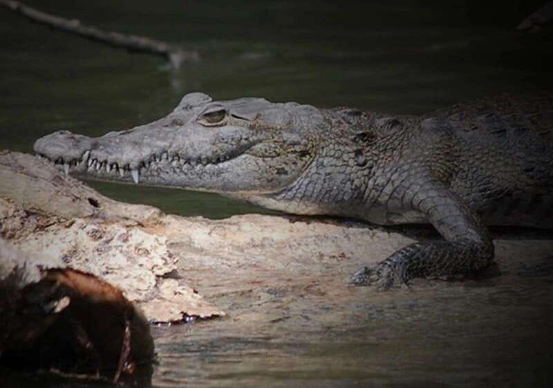Cancun: Speedboat Adventure & Crocodile Sighting - What You Can Expect During the Tour